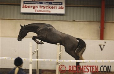 Dansk hingst klar til svensk afpr&oslash;vning