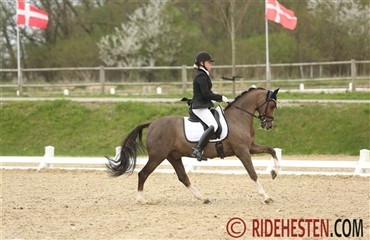 NM i ponydressur: Holdene er sat