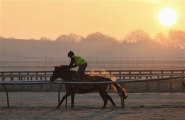 Fuldblod i sportshesteavlen?
