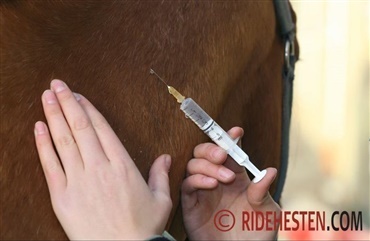 Dyrl&aelig;gen guider: Derfor skal du vaccinere din hest mod herpes