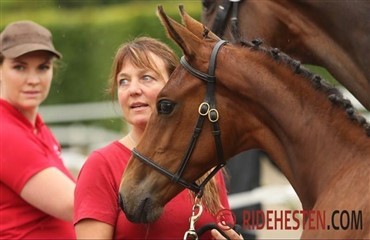 Horsebook ny sponsor ved DV-f&oslash;lskuer