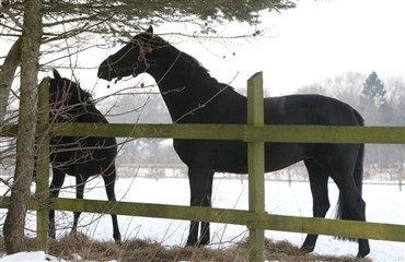 Ingen str&oslash;m i hegnet?
