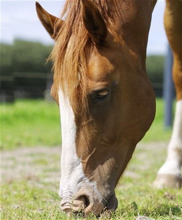 Rideklub bestj&aring;let
