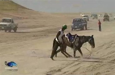 Tre d&oslash;de heste i Abu Dhabi