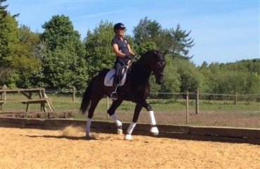 Hest solgt efter 10 timer p&aring; Ridehesten