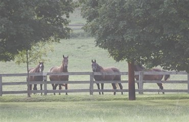 Sheryl Crow s&aelig;lger sin hestefarm i Tennessee