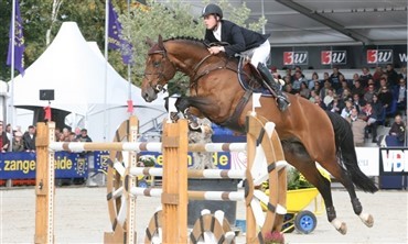 Tre belgiske elitehingste