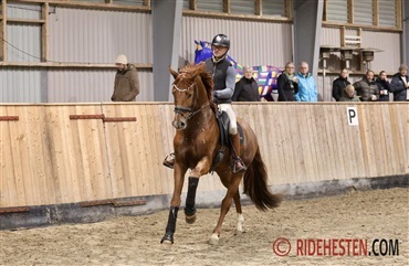 Interessant midtvejsvurdering af hingstene