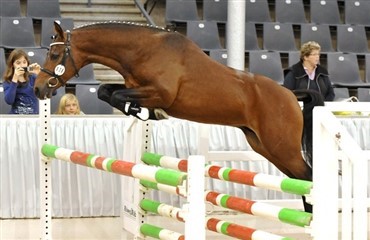 Ung DSP hingst k&aring;ret i Hannovers ponyavlsforbund