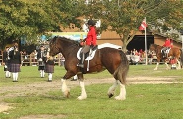 Charmerende clydesdales hitter – videoer!