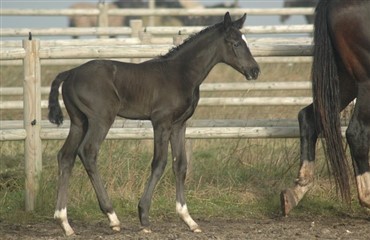 En ny f&oslash;l&aring;rgang ser dagens lys