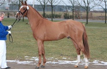 Danskejet hingst nr. 2 i Neustadt-Dosse