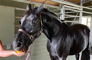 DV-hest spiser appelsiner p&aring; Hawaii