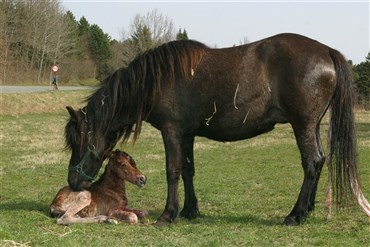 Islandsk hest fik tvillinger 