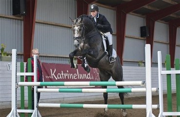 Ny springhingst til Katrinelund