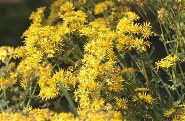 De gule blomster p&aring; marken