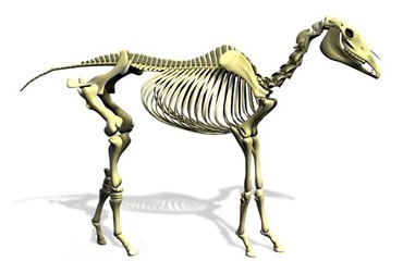 700.000 &aring;r gammel hest verdensrekord