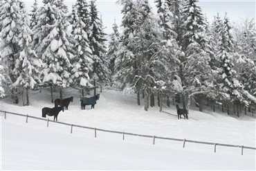 Hestene skal have det godt om vinteren