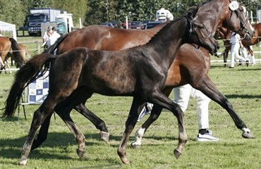 Tyske championatsf&oslash;l efter danskejede hingste