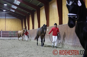 De f&oslash;rste seks hingste er udtaget