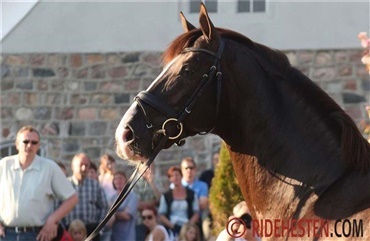 Blue Hors Don Schufro lever ikke mere