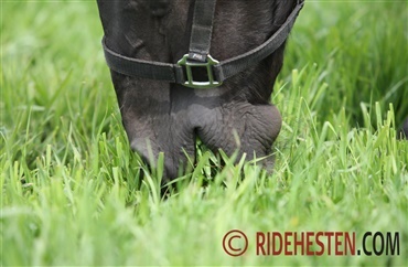 Tips til optimal pasning af din hest p&aring; folden