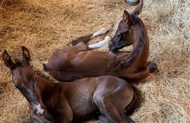 Tvillingef&oslash;l fylder 8 uger p&aring; trods af h&aring;rde odds