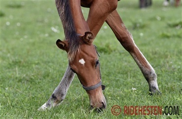 Er ICSI-f&oslash;l sunde og raske?