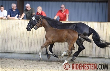 Avlshoppe d&oslash;dssyg med borrelia: Vi var bekymret for at miste hende 