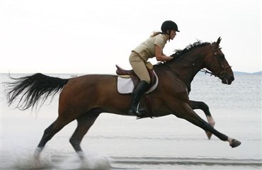 Tag hesten med p&aring; ferie i det vestjyske