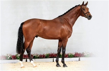 Katalog til hannoveranerhingstek&aring;ring online