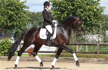 Katalog til Blue Hors championaterne