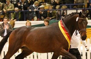 21 Trakehnerhingste k&aring;ret