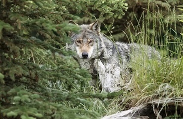 Pony dr&aelig;bt p&aring; fold: – Det er med al sandsynlighed en ulv