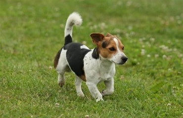 Livestreaming fra Euro Dog Show