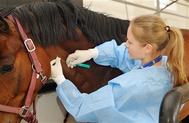 Heste kan hj&aelig;lpe i behandling af coronavirus