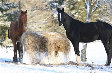 Hvad er “p&oslash;lseforgiftning” – botulisme?