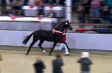 De bedste i Westfalen (opdateret)