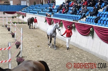 Katalog til hingsteforbesigtigelse