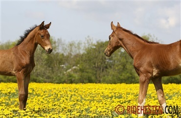 Giv f&oslash;llet gode betingelser for optimal v&aelig;kst
