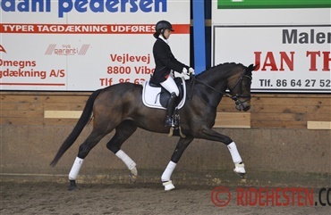 Masser af dressur i Viborg i dag