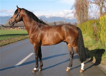 Dansk hingst k&aring;ret i Schweiz