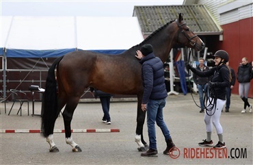 Ti springhingste til 20-dages test