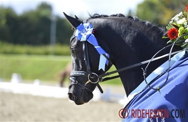 F&oslash;rste afdeling af Dressurens Venner Cup i Herning