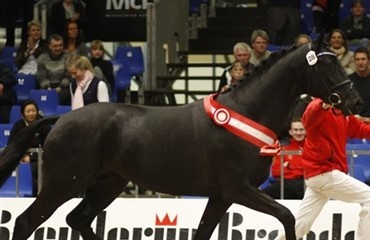 Fire unge dressurhingste i pr&aelig;mieringen