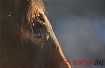 Bred faglighed p&aring; Hestekongres 