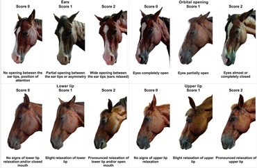 Er din hest bed&oslash;vet? 