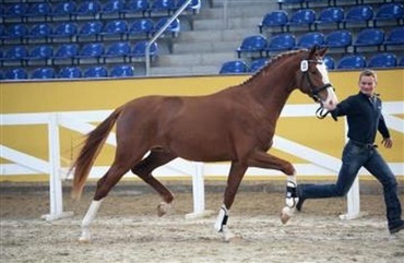 To nye hingste til Helgstrand Dressage