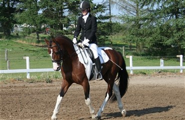 Pintohingst efter Electric DVH 915