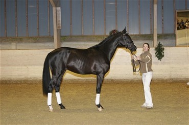 Prime Time vinder championat i Frankrig